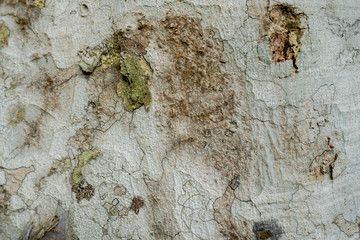 Closeup of the shell surface of the tree. See the pattern clearly