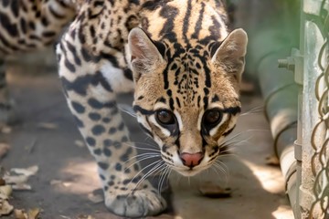 Fototapeta na wymiar Serval wild cat close up