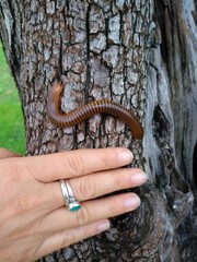 Fototapeta premium giant millipede and hand 