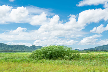 Green field,mountain and sky .