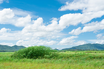 Fototapeta na wymiar Green field,mountain and sky .