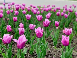 Tulips
