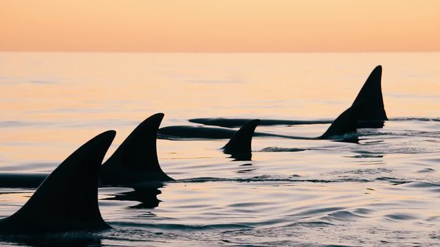 Orcas group swimming together at sunset in peninsula valdes patagonia slowmotion