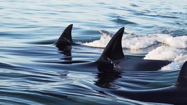 Orcas three dorsal fins cutting the flat surface slowmotion