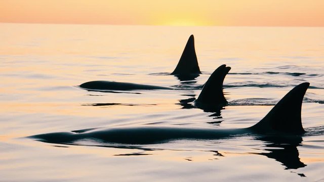 Orcas group swimming together at sunset with small boat behind slowmotion