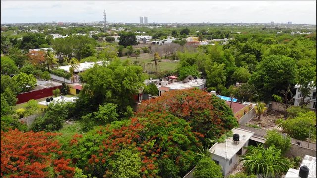 Aerial footage of flamboyant tree and some bambu on summer time