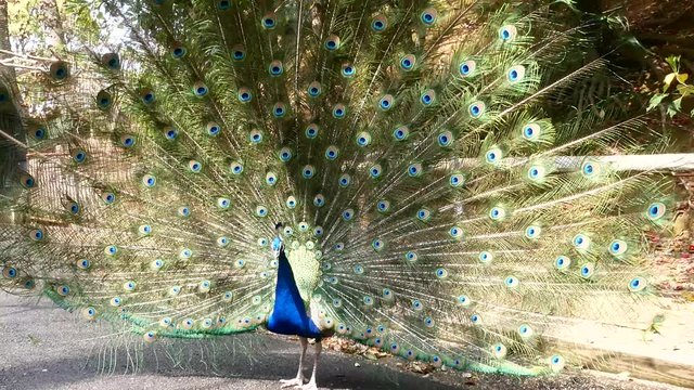 Male peacock is spreading there tail feathers
