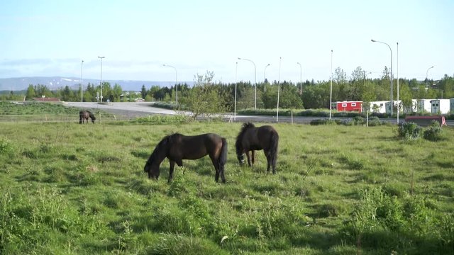 Two black Icelandic horses eating grass, standing still in the sun