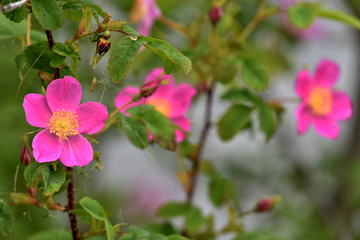 Rosa acicularis, also known as the prickly wild rose, the prickly rose, the bristly rose, the wild rose and the Arctic rose, is a species of wild rose.