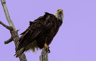 eagle in the wind