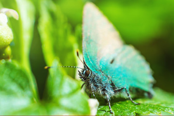 Green butterfly closeup sits on the green leaves of the plant. Summer macro photo. The amazing world of insects.