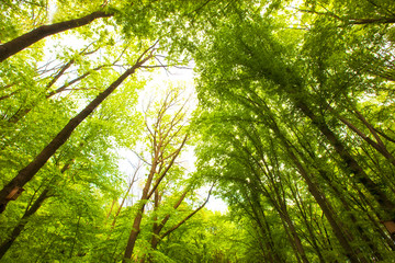 Beautiful  green forest in the morning