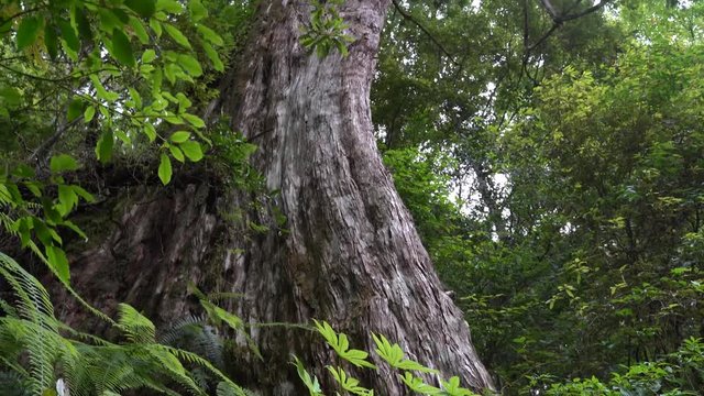 The giant tree is known to live for a thousand years. 4K beautiful sacred tree in Lala Mountain, Taoyuan, Taiwan.