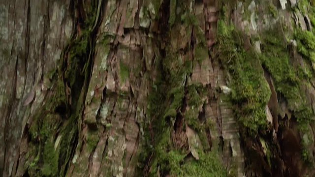 The giant tree is known to live for a thousand years. 4K beautiful sacred tree in Lala Mountain, Taoyuan, Taiwan.