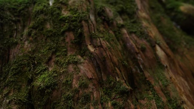 The giant tree is known to live for a thousand years. 4K beautiful sacred tree in Lala Mountain, Taoyuan, Taiwan.