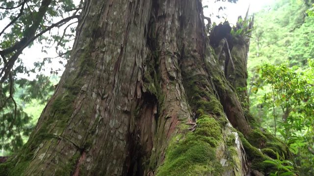 The giant tree is known to live for a thousand years. 4K beautiful sacred tree in Lala Mountain, Taoyuan, Taiwan.