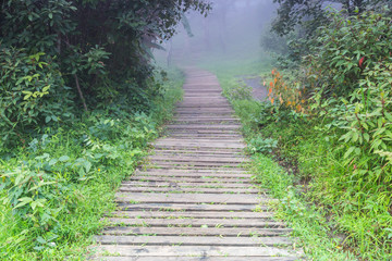 Obraz premium Wood bridge to nature