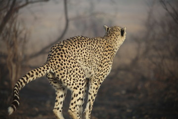 a cheetah in the morning