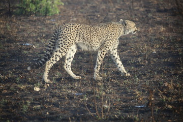 cheetah on the lookout