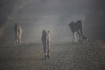 three cheetahs walking in the morning - Powered by Adobe