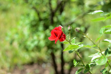 Obraz premium Beautiful red rose flower in summer garden on a bright sunny day