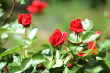 Beautiful red rose flowers in summer garden on a bright sunny day