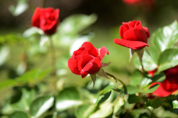 Beautiful red rose flowers in summer garden on a bright sunny day