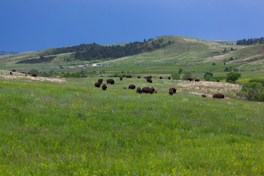 Bison Herd in Custer State Park, SD