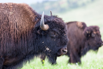 Close Up Bison Portrait