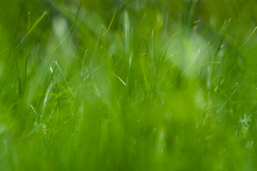 grass leaves on soccer field with closeup