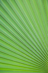 Green leaf line of palm