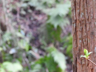 tree in forest