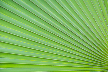 Obraz premium Green leaf line of palm