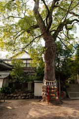 古い寺に生えている巨大な樹木