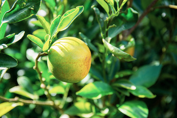 Orange on tree at sunlight.