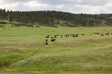 Trail of Bison on the Prairie