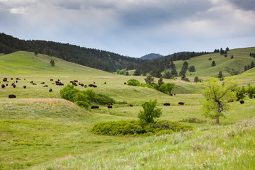 Fototapeta na wymiar Bison Herd on a Hillside