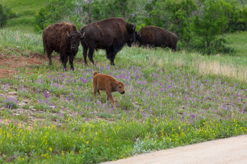 Baby Bison With Its Family