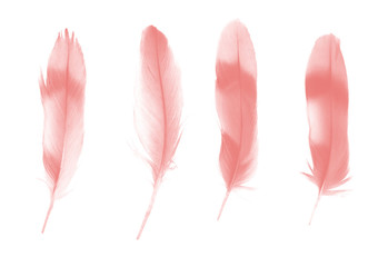 Beautiful group soft pink feather isolated on white background