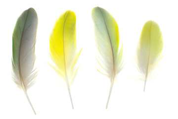 Beautiful collection parrot lovebird feather isolated on white background