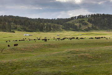 Fototapeta premium Prairie Full of Bison
