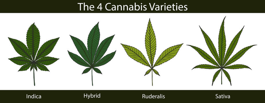 Set of cannabis by hand drawing.Beautiful green leaf on white background.Leaf vector graphics design art highly detailed in line art style.