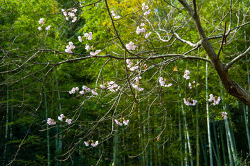 桜の花と背景には竹の林