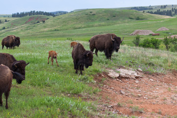Newborn Baby Bison with Family