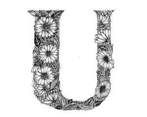 U is for Ursinia
