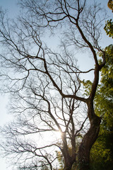 Fototapeta na wymiar 太陽でシルエットになった形の良い枝