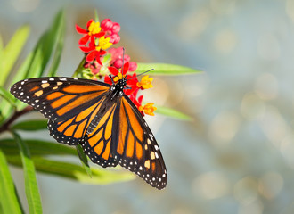 Fototapeta na wymiar Newly emerged Monarch butterfly feeding on tropical milkweed flowers