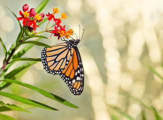 Newly emerged Monarch butterfly (Danaus plexippus) feeding on tropical milkweed flowers