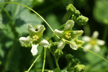 hairy flowers of a white bryony, a climbing poisonous plant