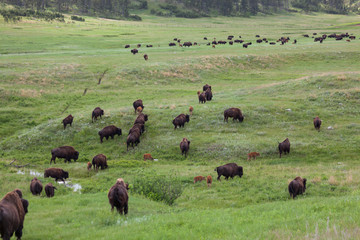 Bison Walking Across the Prairie